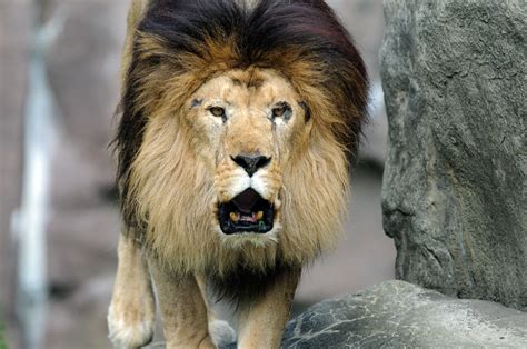 Lion Roaring and Approaching | Explore Eric Kilby's photos o… | Flickr - Photo Sharing!