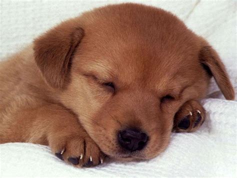 Sleeping Puppy Wallpapers