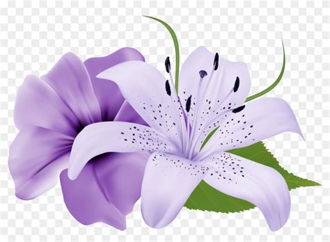 Purple Two Exotic Flowers Png Clipart Image - Easter Lily Flowers ...