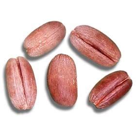 Healthy wealth: Date seed uses and benefits