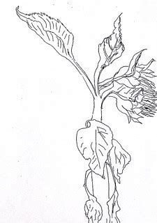 flowers drawings ink on paper flower drawing raphael perez… | Flickr