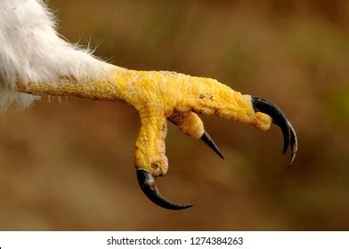 54,279 "talons_out" Images, Stock Photos & Vectors | Shutterstock