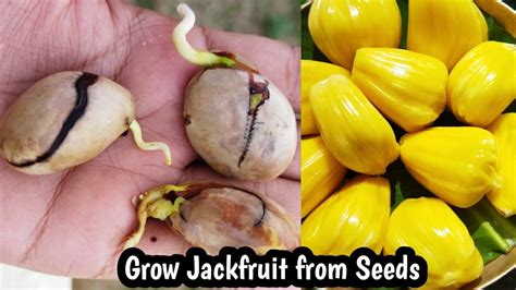 How to grow jackfruit from seeds| jackfruit seed germination - YouTube