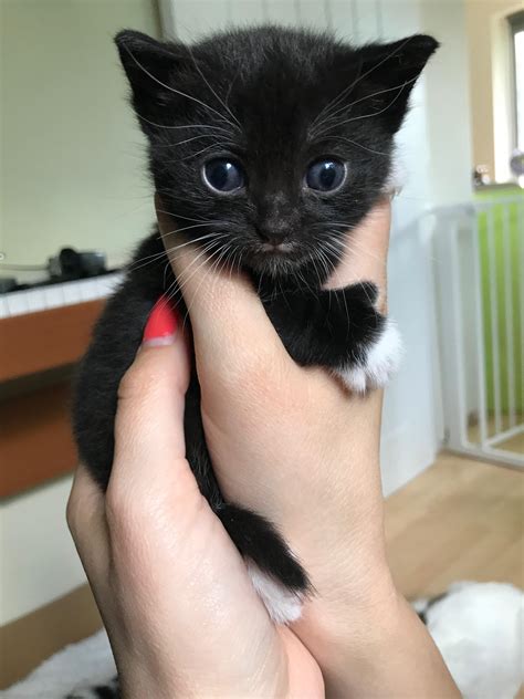 3 week old blue-eyed ball of kitten : r/aww