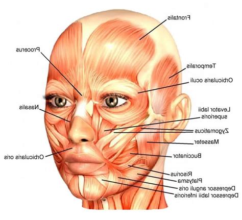 Face Muscles - Anatomy Body Gallery | Facial muscles anatomy, Face muscles anatomy, Muscles of ...