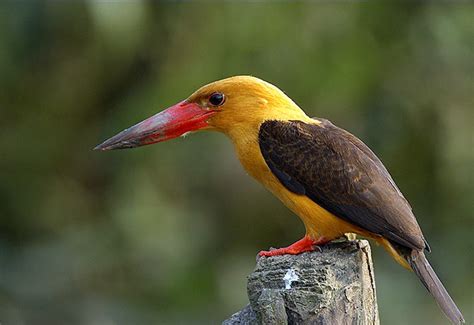 It's time to go birding in Bhitarkanika - Rediff.com Get Ahead