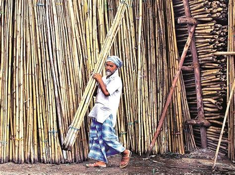 Bamboo plantation drive to be launched in Maharashtra's Latur on Monday ...