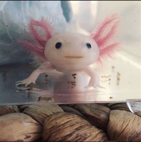 500 Axolotl Ajolote Ideas Axolotl Axolotl Cute Cute Animals | Porn Sex ...