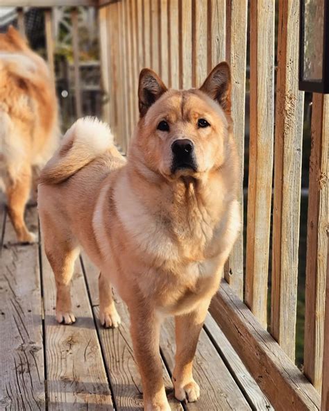 20 Shiba Inu Mixes (Cross Breeds With Pictures) | Puplore