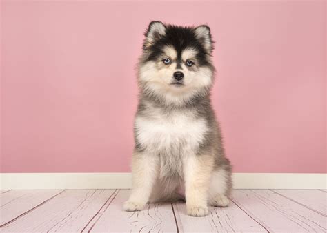 Cutest Dog Mix Breeds