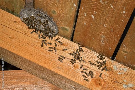 Vespula vulgaris. Wasp nest in the attic of the house. Stock Photo ...