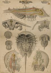 Arthropoda. Crustacea. Xiphosura : Leuckart, Rudolf : Free Download, Borrow, and Streaming ...