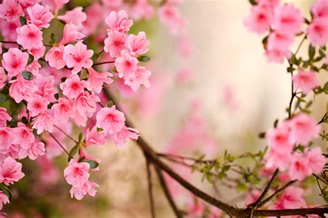 Pink Spring Flowers Wallpapers - Top Free Pink Spring Flowers Backgrounds - WallpaperAccess