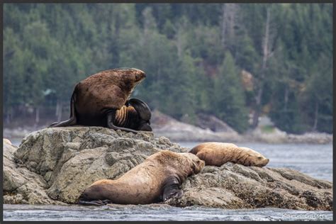 Canada Part 1 - Vancouver Island - My Wildlife Diaries in Pictures