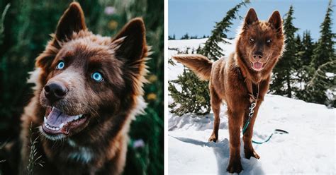 This Brown Siberian Husky Is One of the Most Beautiful Dogs on Instagram