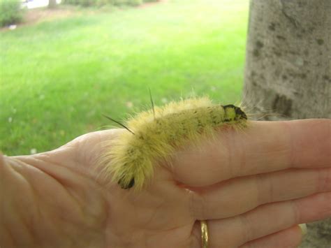 American Dagger Moth (Acronicta americana)) - The HUDSON RIVER PARK Companion