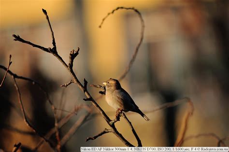 Review of the Nikon 300mm f / 4 ED AF Nikkor | Happy