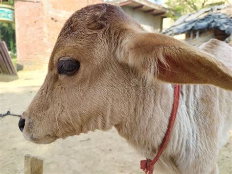 A Brown Color New Born Cow Baby Stock Image - Image of calf, look: 200738381