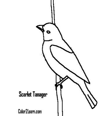 Download Scarlet Tanager coloring for free - Designlooter 2020 👨‍🎨