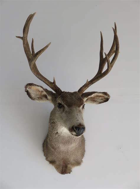 Mule Deer Shoulder mount for sale. M-106S – Mounts For Sale