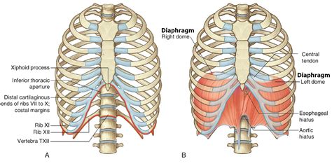 Diaphragm Muscle - Diaphragm Location - Function of the Diaphragm