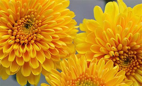 Yellow Mums Photograph by Judy Genovese - Fine Art America