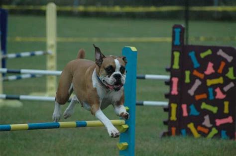 Boxer Dog Breed Training Techniques | Dog Training