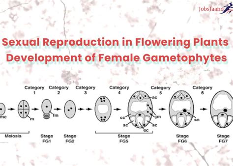 Reproduction in Plants Questions and Answers | Development of Female ...