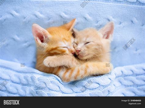 Cute Baby Kittens Sleeping