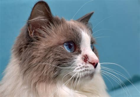 Cat Skin Allergies | Causes, Symptoms, and Treatment Options
