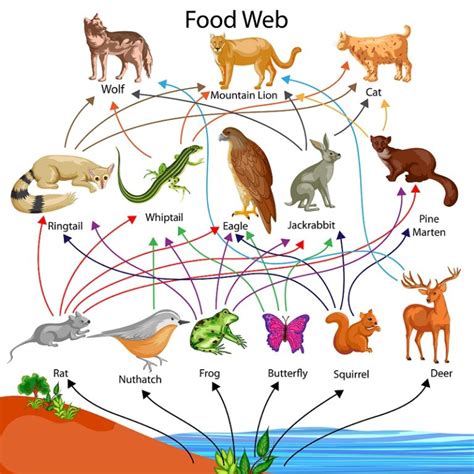 [LS1-5] Photosynthesis Modeling | Biology Dictionary