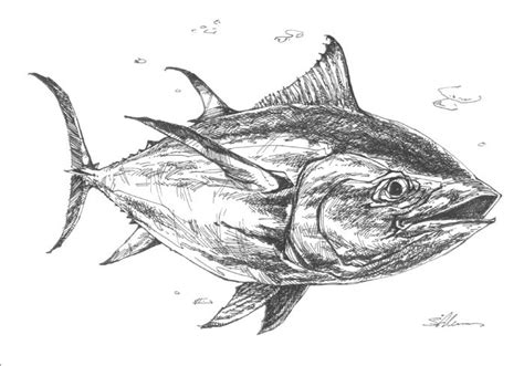 Bluefin Tuna Drawing at PaintingValley.com | Explore collection of Bluefin Tuna Drawing