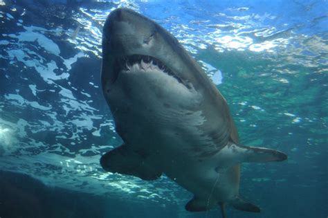 Shark Sea Ocean · Free photo on Pixabay