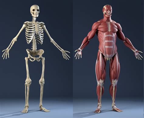 3D Model Realistic Anatomy Skeleton Muscles - 3D Model