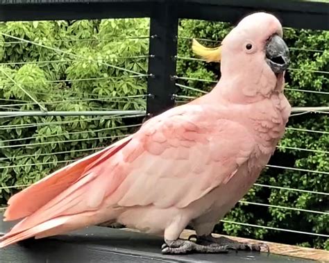 Pink sulphur-crested cockatoo baffles and delights Belconnen locals | Riotact