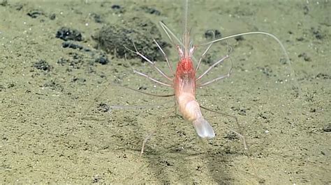 Stylodactylidae shrimp first seen alive - YouTube