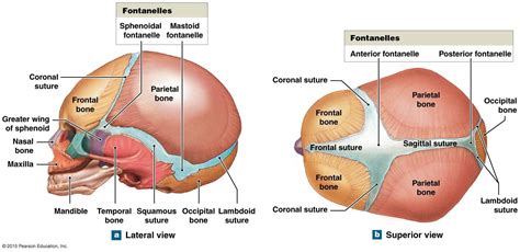 infant skull and fontanelles | Human anatomy and physiology, Skull ...