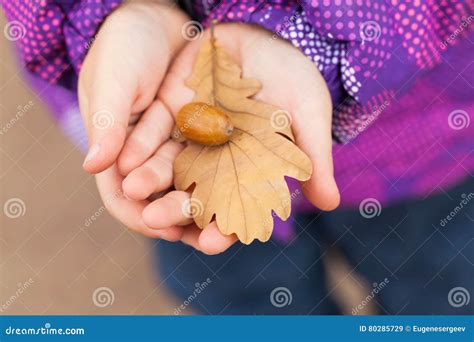 Acorn and Autumnal Oak Leaf in Child Hands Stock Image - Image of hands, fall: 80285729