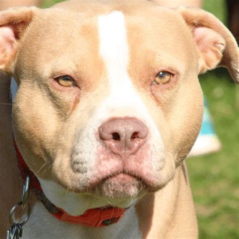 Types Of Pitbulls: Differences, Appearances, Traits Pictures | vlr.eng.br