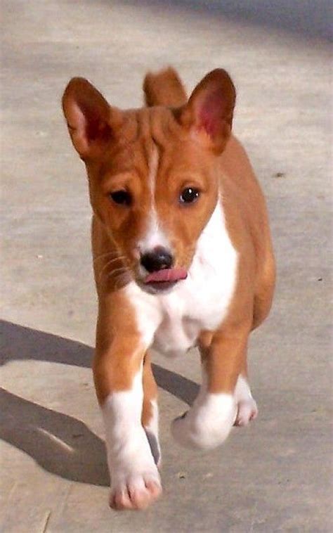 Basenji Puppies | Basenji puppy, Cute dogs, Dog breeds