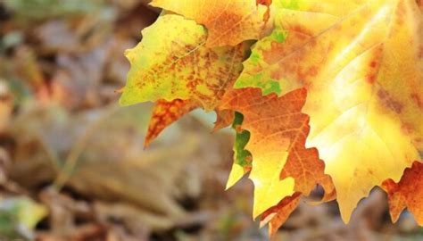 Free picture: flora, nature, yellow leaf, autumn, tree, oak, forest ...