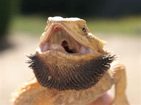 Professional and Home Care for Bearded Dragon's Respiratory System - Reptile District