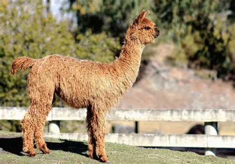 Keeping Pet Alpacas: Care, Temperament, & Legality Info – Savvy Farm Life