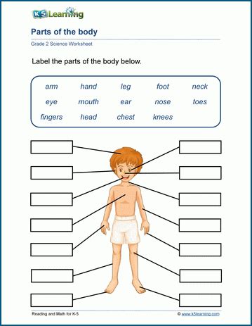 Human Body Parts Worksheets | K5 Learning