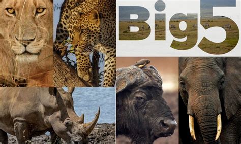 Big 5 in Amboseli National Park | Amboseli National Park Wildlife