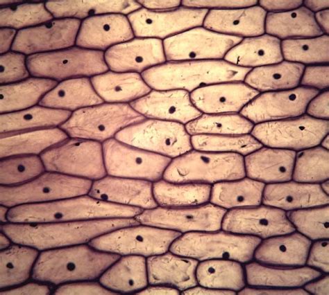 onion cells Biology Art, Cell Biology, Patterns In Nature, Textures Patterns, Microscopy Art ...