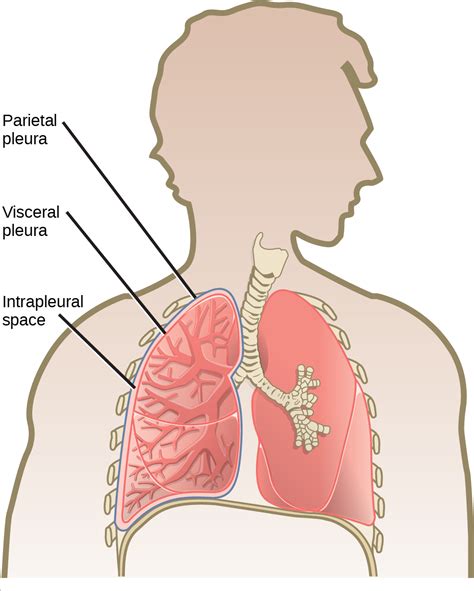 Mammal Respiratory System