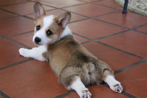 70 Interesting Corgi Facts That Will Steal Your Heart