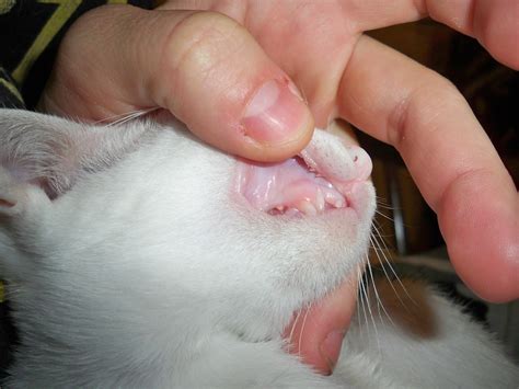 Normal Healthy Cat Gums