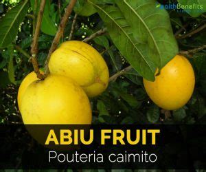 Abiu Fruit Facts, Health Benefits and Nutritional Value